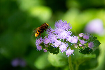 bee on a flower