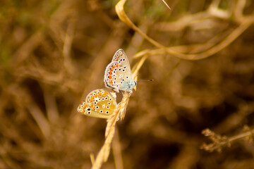 butterfly on grass