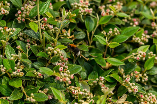 A closeup of a bee on a cotoneaster lucidus shrub outdoors