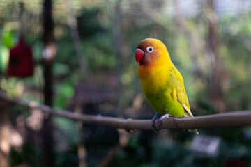yellow-green bird resting on a stick