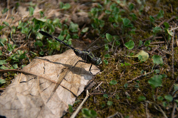 ant on a tree