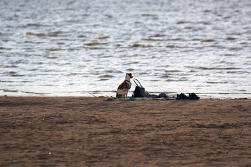 Mały pies siedzący na brzegu morza	
 - obrazy, fototapety, plakaty