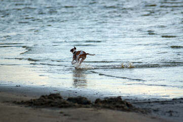 Mały pies biegający po plaży - obrazy, fototapety, plakaty