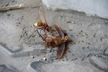 ant on wood