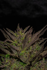 Flowering of the Purpa marijuana plant with dark background and bright resin.