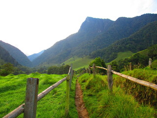 Fototapeta premium Path to the wonderful adventures in the Valley de Cocora