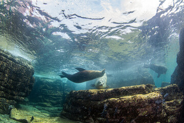Naklejka premium Sea Lion near to La Paz, Mexico