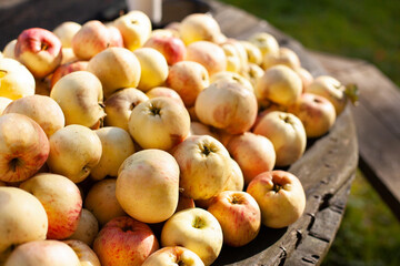 A large pile of fresh ripe yellow-red apples on a wooden table on a bright sunny autumn day. Harvesting.
