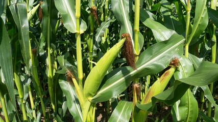 Sweet corn, green full grown many corn plant with green leaves and corn on the cob in leaves hauled...