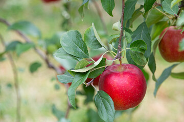 Apple on the tree ready for picking