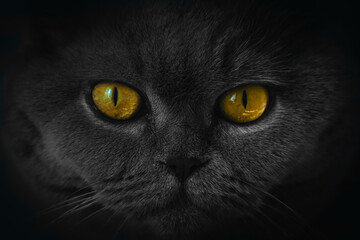 black portrait of a cat with yellow eyes
