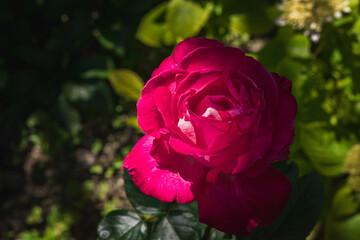 Beautiful blooming of a bright pink rose in a summer garden on a sunny day. Pink rose flower with green leaves on a blurry dark background.