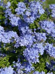 plumbago blooms 