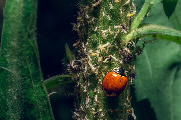 Obraz premium The ladybugs in the black backgound in detail