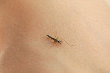 Fototapeta na wymiar Closeup view of mosquito on human's skin
