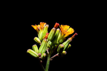 the little flower in the black gound