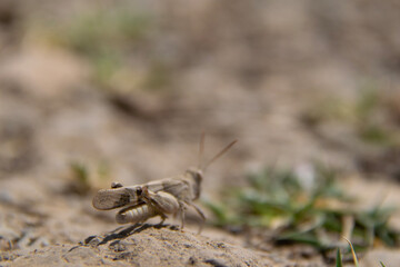 dragonfly on the ground