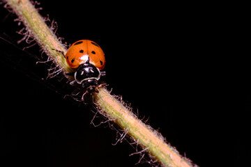 The ladybugs in the black backgound in detail