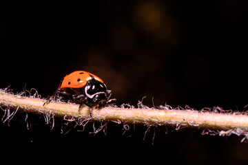 The ladybugs in the black backgound in detail