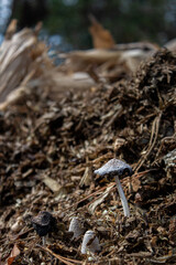 the little mushroom in the gound