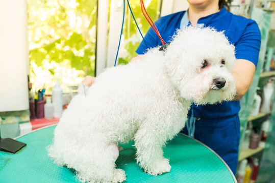 The groomer is combing the dog. Bichon Frize. The groomer is working. Hairstyle, styling