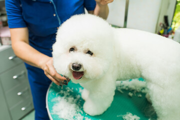 The groomer cut the dog. Bichon Frize. The groomer is working. Hairstyle, styling - obrazy, fototapety, plakaty