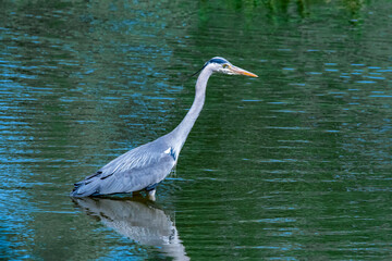 Grey heron fishing in the river water for fish.