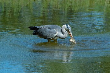 Grey heron fishing in river water with a fish in its beak.