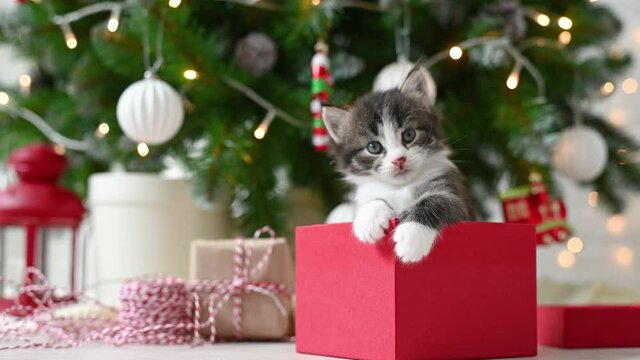 little cute funny kitten cat playing with new year decorations on the background of the christmas tree new year and christmas concept. High quality 4k footage