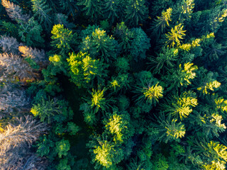Fototapeta premium Forest of coniferous trees from above. Aerial view from drone.