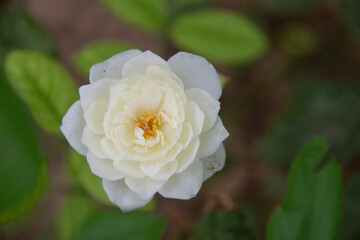 white rose flower