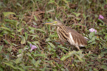 Indian pond heron. Indian pond heron or paddybird is a small heron. It is of Old World origins, breeding in southern Iran and east to the Indian subcontinent, Burma, and Sri Lanka. 