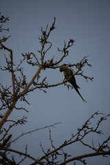 crow on the tree