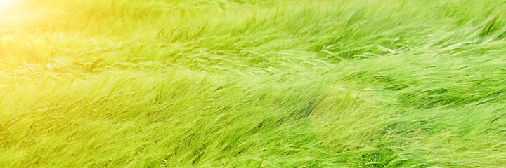 Green agricultural wheat field close up. Top down view over green wheat field. Spikelets of ripe wheat sway in the wind. Long banner with copy space and overexposed effect