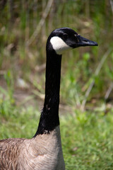 portrait of a Canada goose