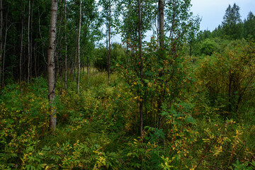 Forest landscapes before dusk.