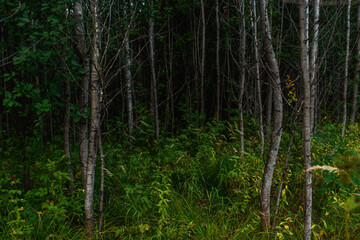 Forest landscapes before dusk.