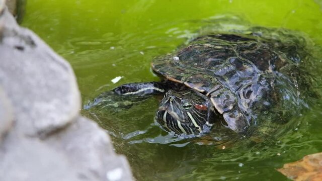 The girl feeds the turtle at the zoo, and the funny duck steals food from her.