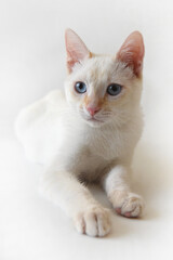 Gato blanco