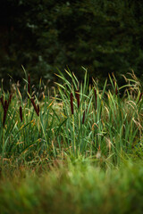 Close up of reeds on swampy area