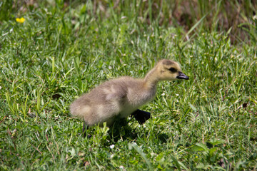 baby country goose running on the grass