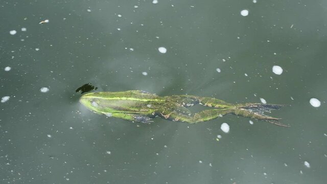 Green toad swims in the pond. Slow motion Full HD video. Green frog in the lake close up.