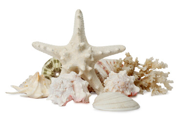 Beautiful starfish, coral and sea shells on white background