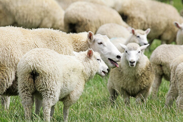 Naklejka na ściany i meble Sheep panting - New Zealand