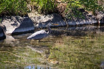 great blue heron in water