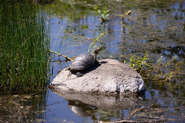 turtle on the rocks