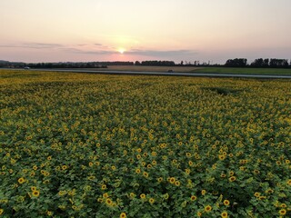 Aerial view of the road between sunflower fields. Sunset.