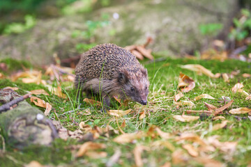 Hedgehog in a meadow. Animal in a natural environment.