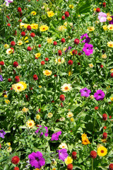 flowers in the garden