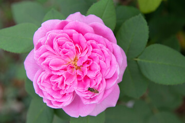 pink rose bush